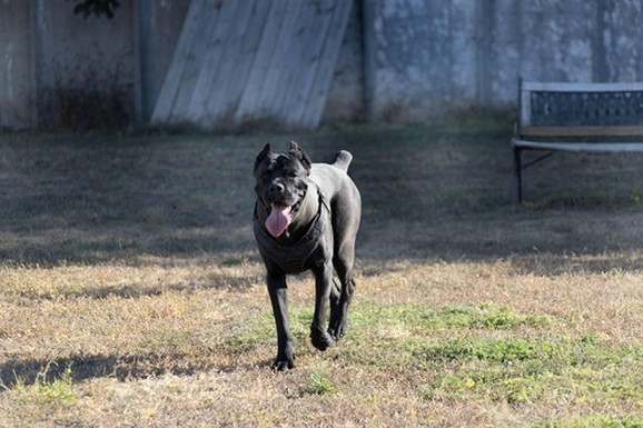 NIJE KANE KORSO, KASTRIRAN JE, ALI NEMA ČIP Uhvaćen pas koji je izujedao učenike kod Niša: Utvrđeno da ima vlasnika (FOTO)