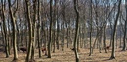 Te krowy wybrały wolność. Żyją w lesie pod Lublinem i są sprytniejsze od ludzi!