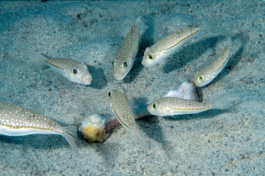 Srebrnopruga napuhača