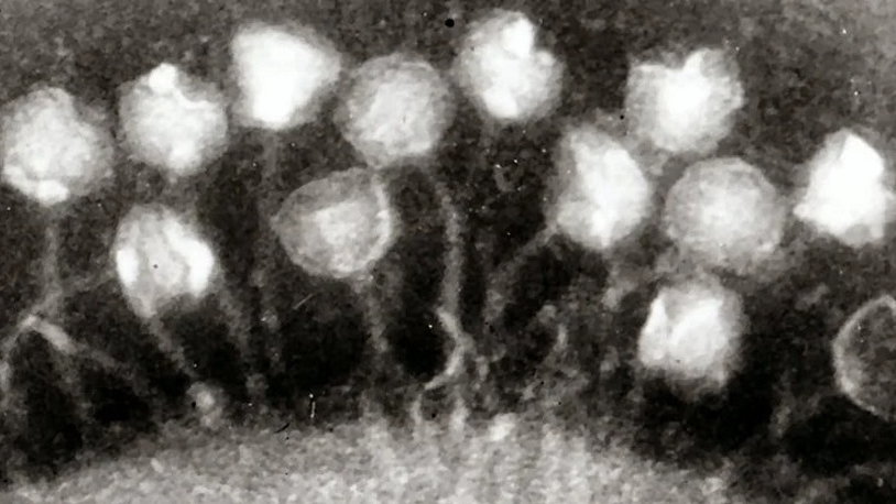 Bakteriofagi atakujące bakterie