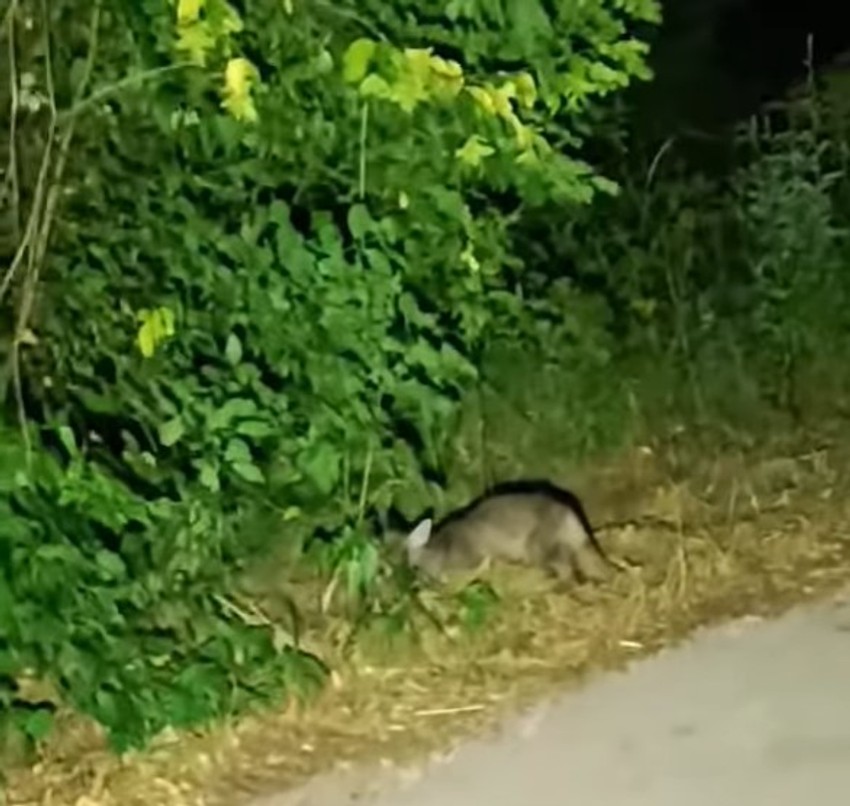 Misteriozno stvorenje u Vlaškom polju