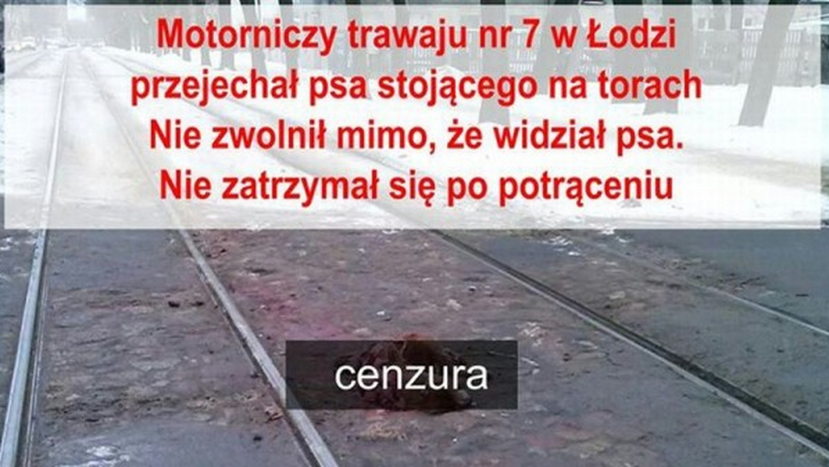 Do zdarzenia doszło 30 stycznia o 8.45. Motorniczy tramwaju numer 7 jadący z ul. Dąbrowskiego w kierunku krańcówki przy ul. Śląskiej potrącił psa i się nie zatrzymał.