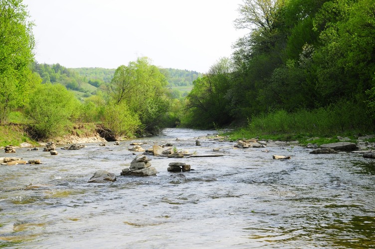 Z pracy dr Andrzeja Affeka z Polskiej Akademii Nauk zatytułowanej „Dynamika krajobrazu. Uwarunkowania i prawidłowości na przykładzie dorzecza Wiaru w Karpatach (XVIII-XXI wiek)” wynika, że turnickie lasy są największymi zwartymi kompleksami o wykazanej ciągłości leśnej od 1780 roku. To właśnie rzeka Wiar (na zdjęciu) częściowo miałaby stanowić granicę Turnickiego Parku Narodowego.
<br><br>
Affek pisze, że prawie 54% obszaru dorzecza zmieniło pokrycie terenu w latach 1780-2012. Pozostała część dorzecza (46%) charakteryzuje się trwałym pokryciem terenu. Autor zauważa, że do największych trwałych kompleksów leśnych zaliczyć należy Las Turnica, położony w zlewni górnego biegu potoku Turnica, Las Braniów w masywie Braniowa i lasy na północno-wschodnich stokach masywu Chwaniowa.
<br><br>
fot. Maciek Suchorabski