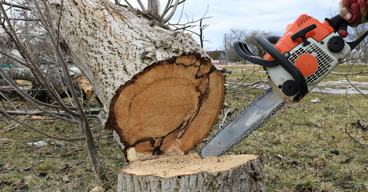 Czy w listopadzie można wycinać drzewa na własnej działce? Obwód pnia ma znaczenie