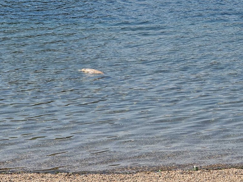 Stručnjak za ribe tvrdi da nije u pitanju pomor riba