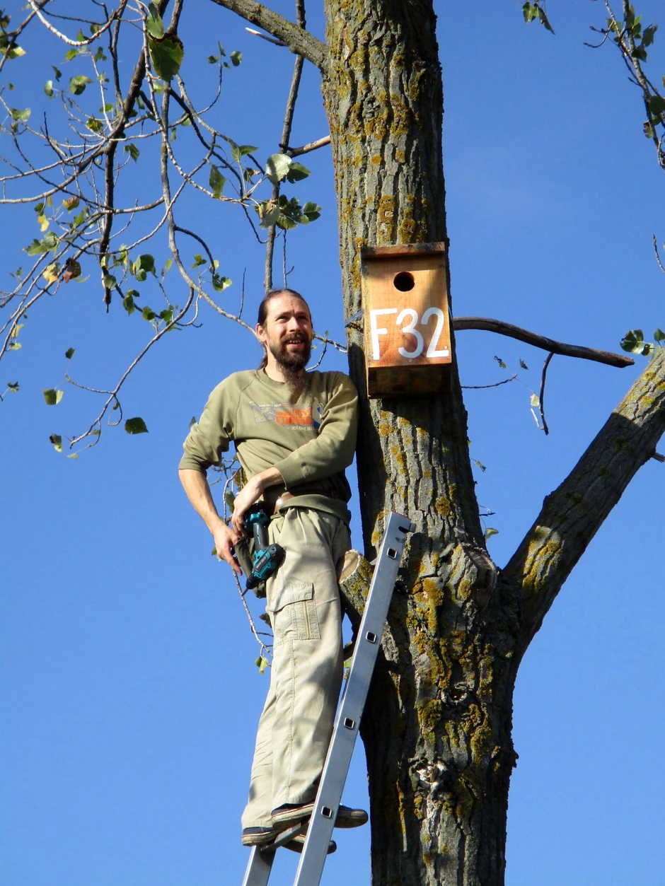 Postavljanje gnezdećih kućica za modrovrane