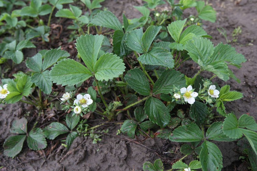 Truskawki na plantacji