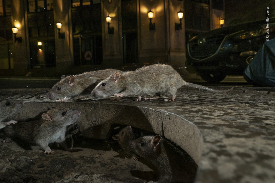 Zwycięskie zdjęcie Wildlife Photographer of the Year 2019 - kategoria "Miejska przyroda", autor Charlie Hamilton James