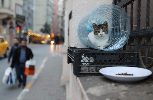 The Wider Image: Istanbul: city of cats
