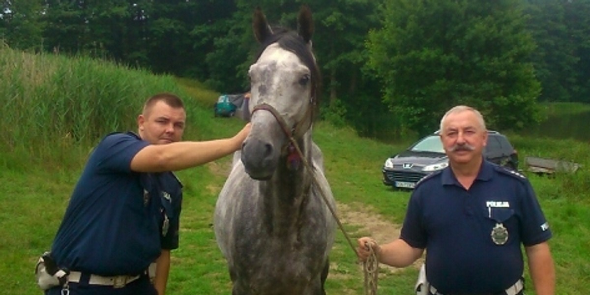 Policjanci łapali konia nad jeziorem