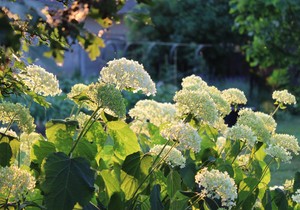 Hortenzija