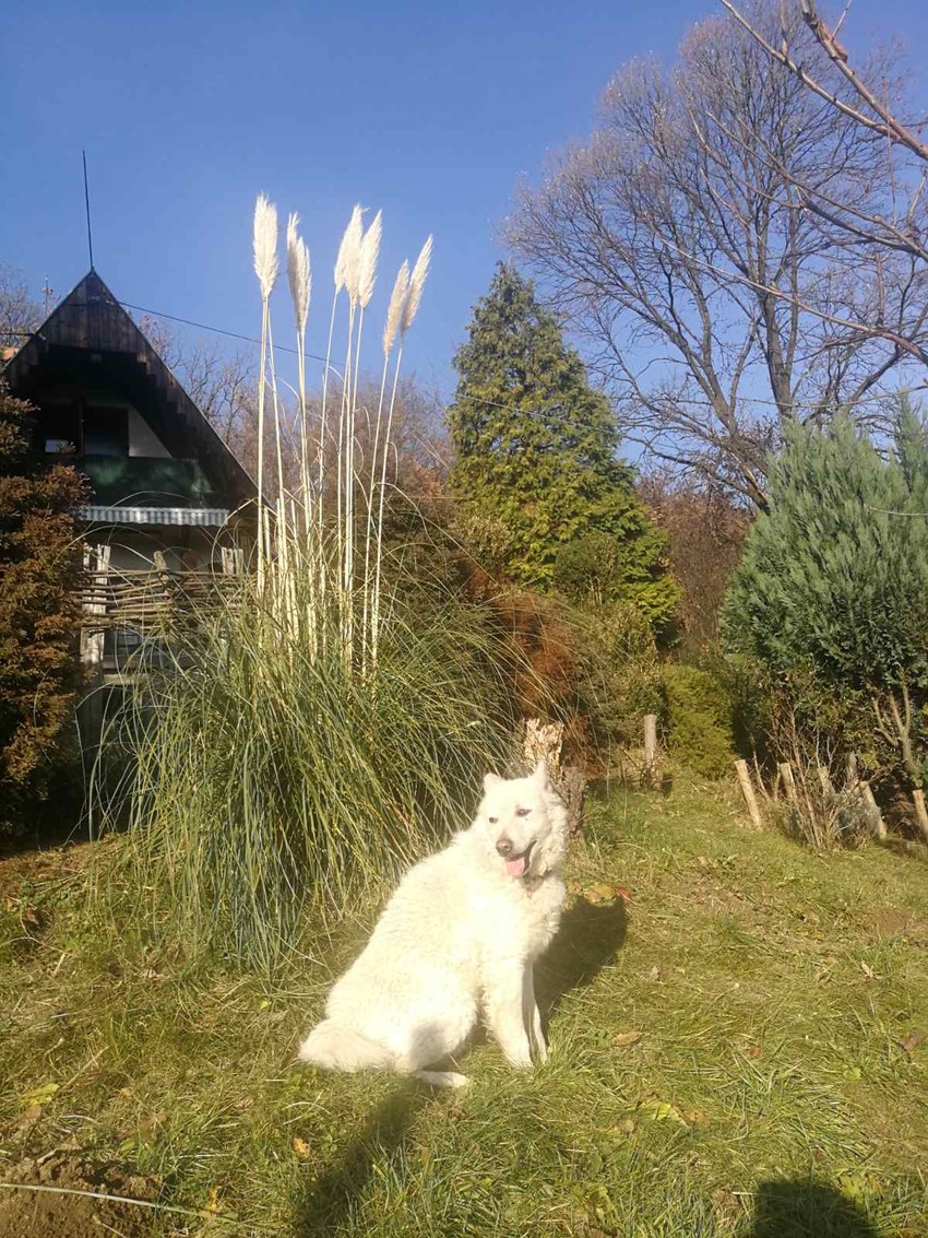 Otrovani pas Mališa