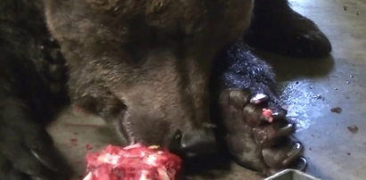 Poznańskie niedźwiedzie zajadają się lodami!
