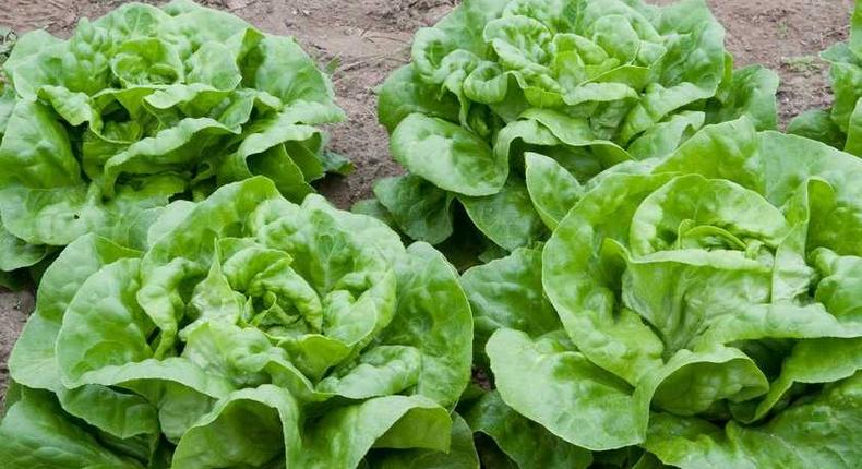 A man bought 500 lettuce plants...