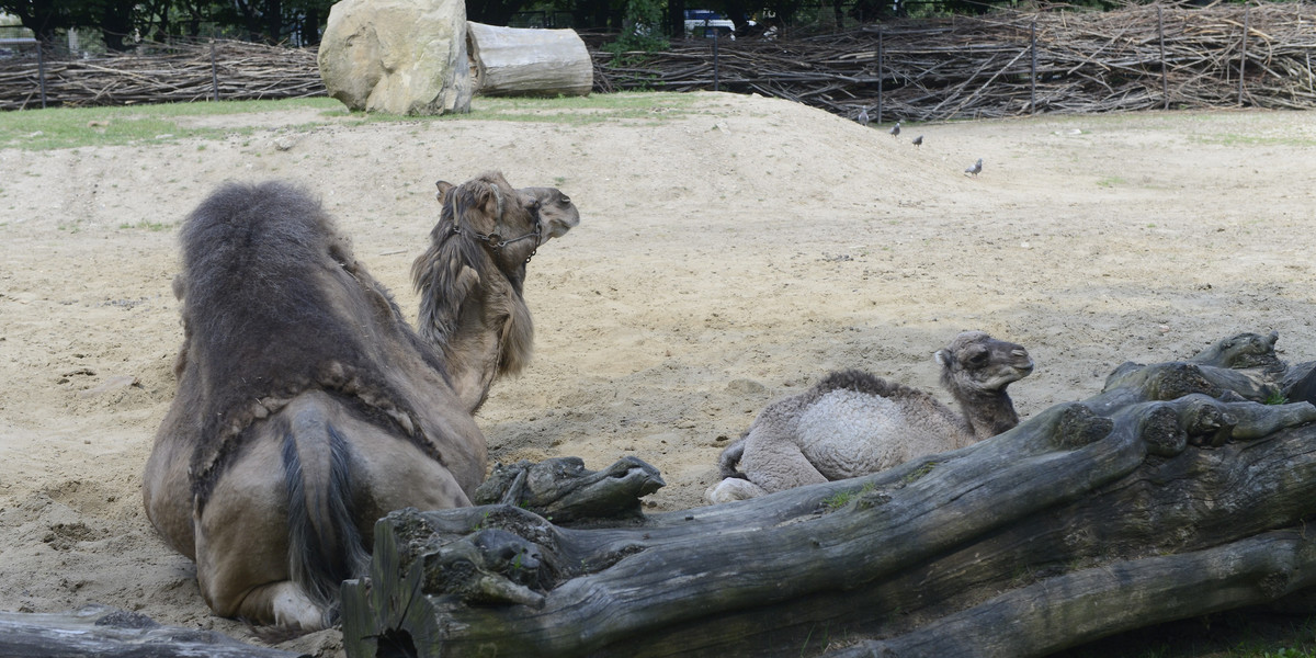 W zoo urodził się wielbłąd.