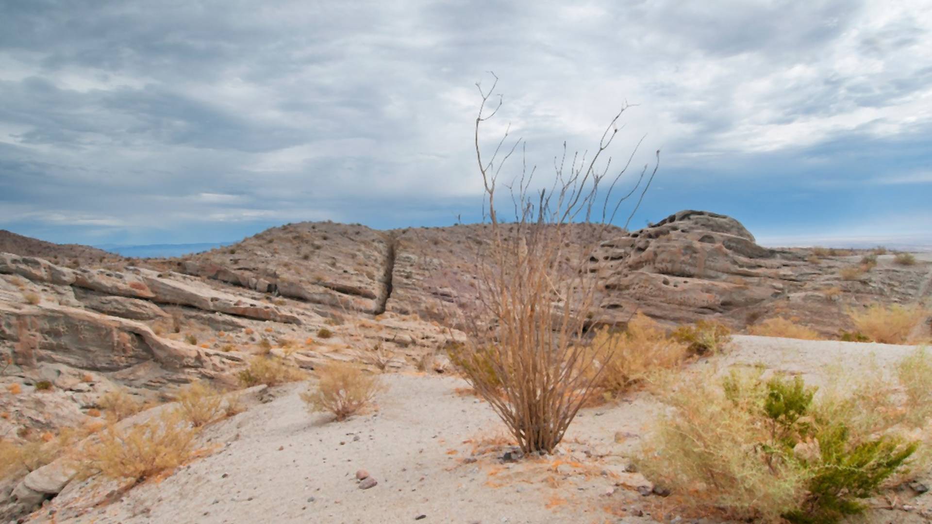 Nestvaran prizor: Procvetala pustinja u Americi