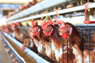 Ptasia grypa. Podwójny cios w rentowność firm