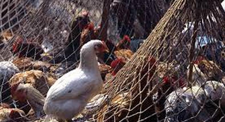 Lagos records new incidence of bird flu, allays fear of spread