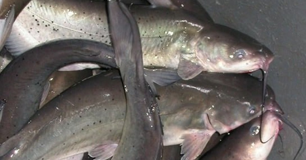 Catfish Excessive consumption of this fish can cause cardiovascular