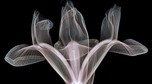 NICK VEASEY x-ray