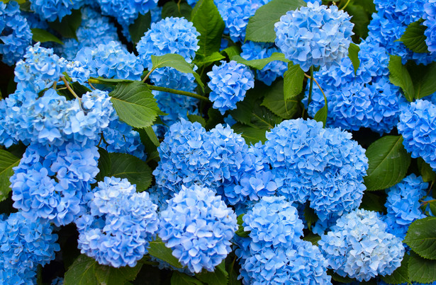 Niebieskie kwiaty hortensji pojawiają się w glebach kwaśnych lub zawierających jony glinu