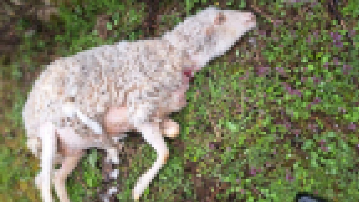 Psi lutalice rastrgli stado ovaca kod Požege