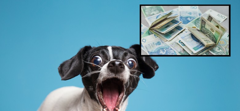 Nawet 3 tys. zł "becikowego" na psa. Gmina zapłaci za adopcję