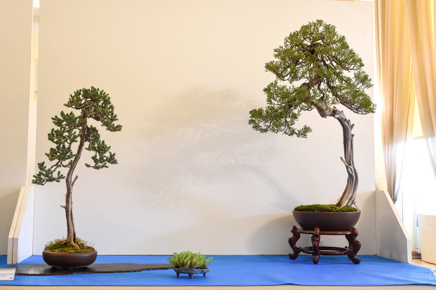 Bonsai Bartosza Warwasa  (2019)