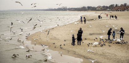 Mieszkańcy Sopotu boją się ptasiej grypy. Trafili do strefy zagrożenia!