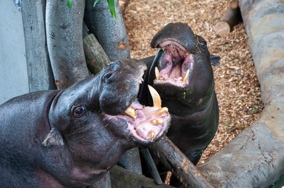 Nowy dom dla hipopotamów w krakowskim ZOO