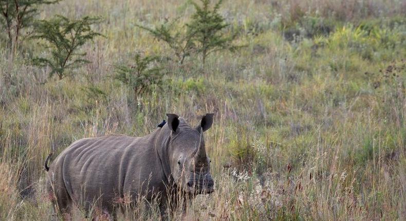 A White Rhino walks through scrub in the dusk light in Pilanesberg National Park in South Africa's North West Province, in this file picture taken April 19, 2012. 