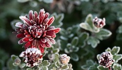 Przymrozki mogą osiągnąć nawet -4 stopnie Celsjusza! Prognoza pogody na czwartek, 2 października