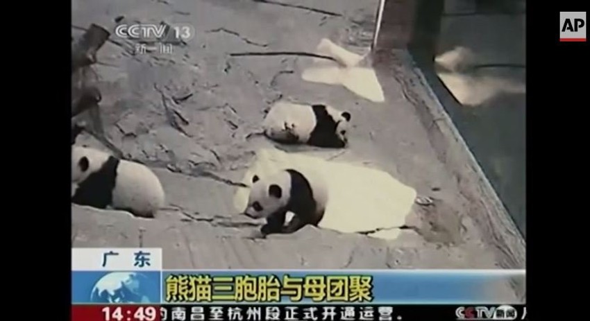 Mladunci su morali neko vreme da provedu odvojeni od svoje majke