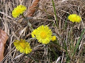 martilapu-gyogynoveny-d00001050ede99463a103