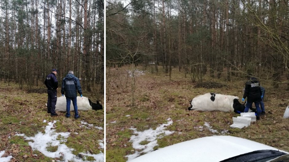 Agresywny byk prawdopodobnie zabił właściciela. Zwierzę odstrzelono 