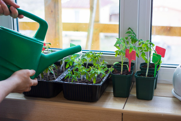 Jak wzmocnić sadzonki pomidorów naparem z liści laurowych?