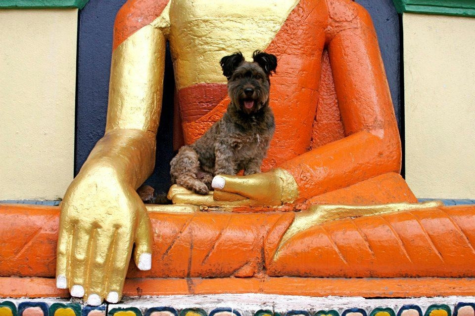 Oscar - pies podróżnik