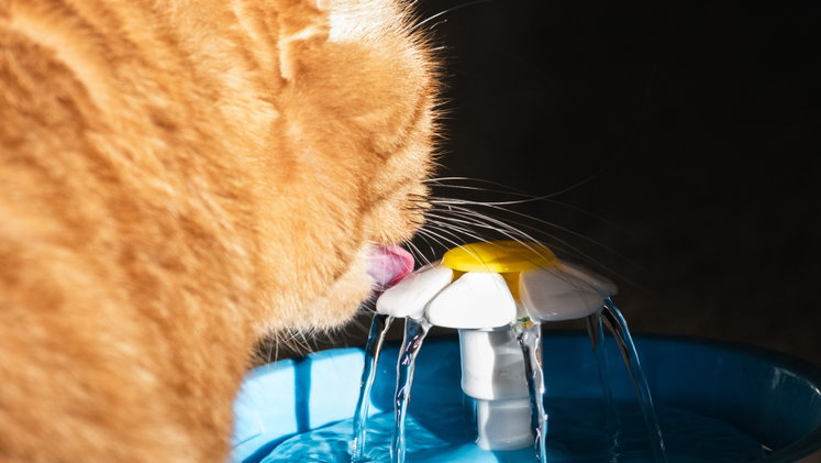 Jak działa fontanna dla kota?