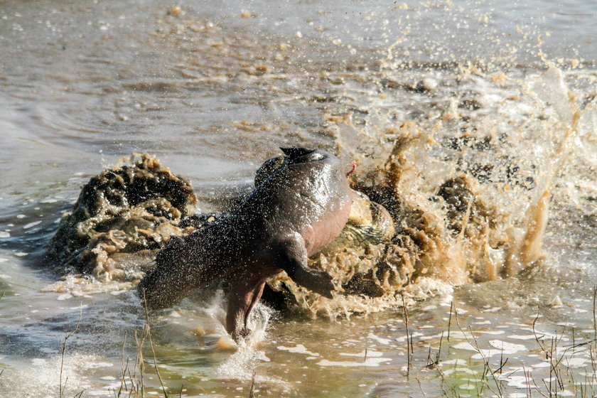 Aligator w trakcie polowania