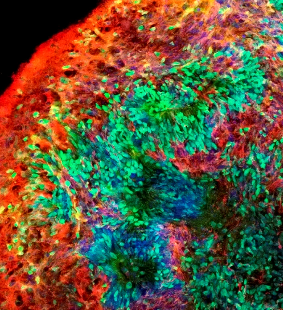 Istraživanje ilustracija