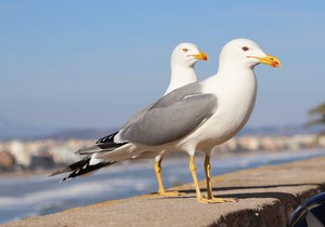 Galebovi, ilustracija