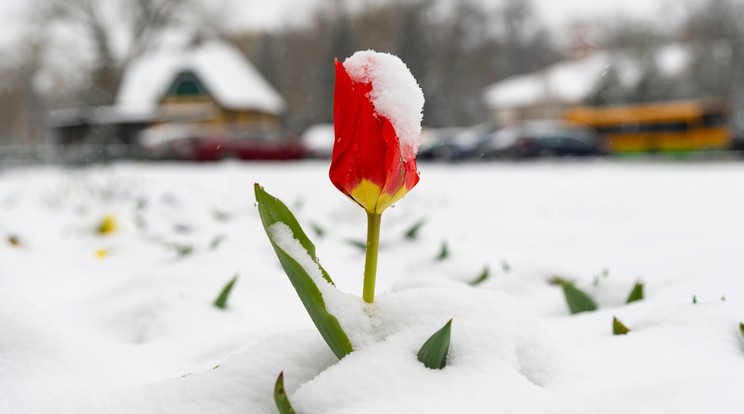 Behavazott tulipán Nyíregyháza-Sóstógyógyfürdőn / Fotó: MTI/Balázs Attila