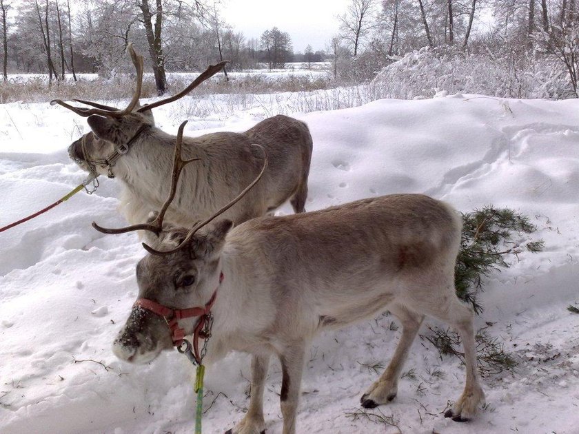 Renifer Rudolf zamieszkał na Ranczu Arka pod Lublinem