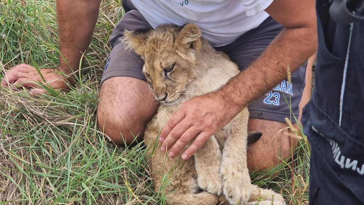 Na Ćantavirskom putu kod Subotice pronađen je mali lav