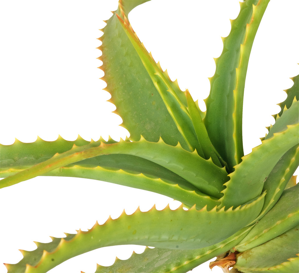 1. Kwiaty do sypialni: Aloes drzewiasty (Aloe arborescens)