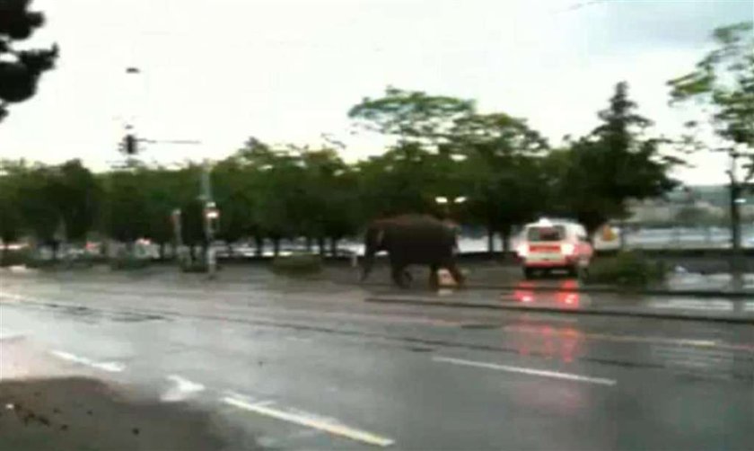 Ale numer! Słoń uciekł im z Zoo