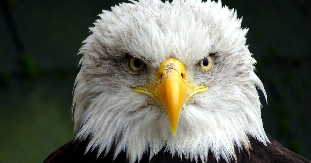 UODO odpowiada DGP: co dzieje się z Twoimi danymi w akcji „Nakarm Bielika”?