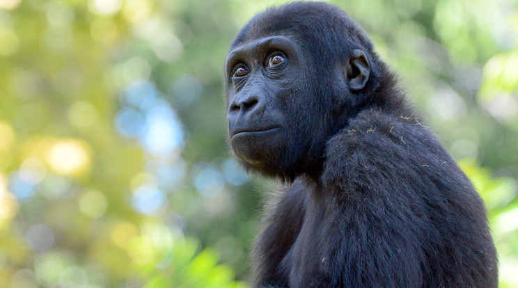 Indigo, a gorillakölyök vélhetően újabb rosszaságon töri a fejét /Fotó: Budapest Zoo