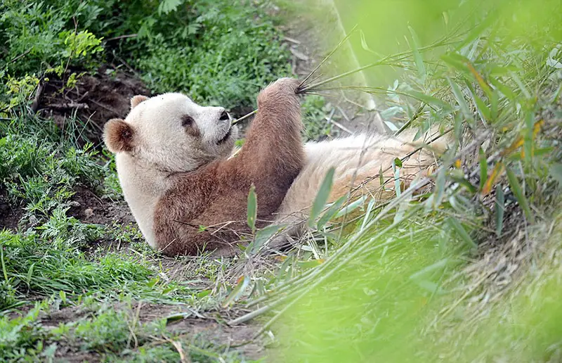 boredpanda.com