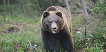 Kolejne mrożące krew w żyłach sceny na górkim szlaku. Niedźwiedź zaatakował małżeństwo